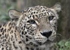 Pat Rutter_Asian Leopard.jpg
